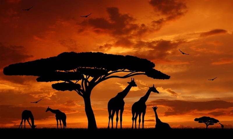 Картинки африканских животных (100 фото) #73