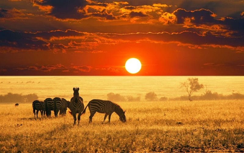 Картинки африканских животных (100 фото) #58