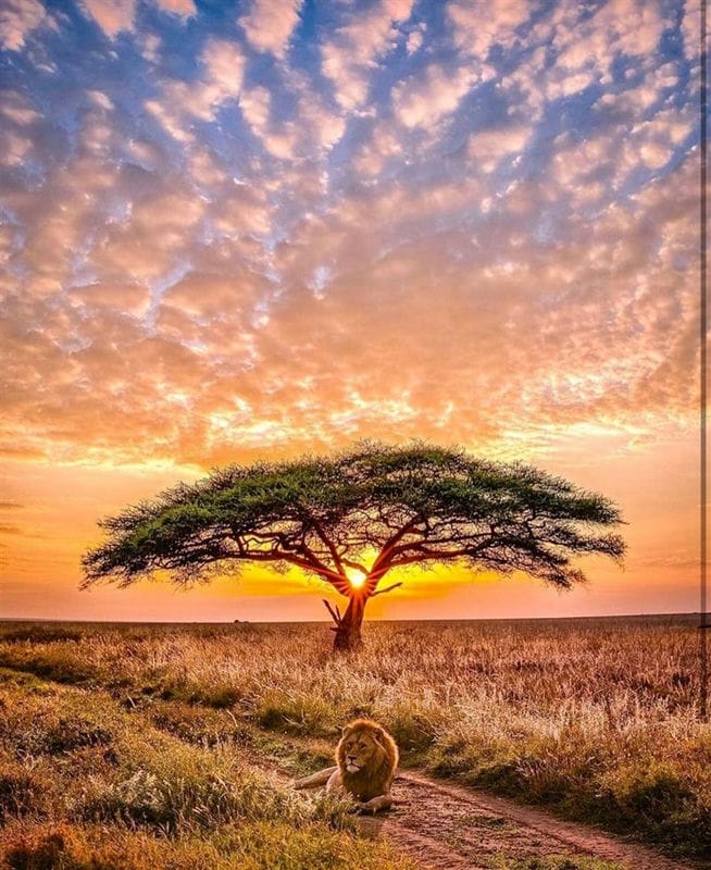 Картинки африканских животных (100 фото) #42