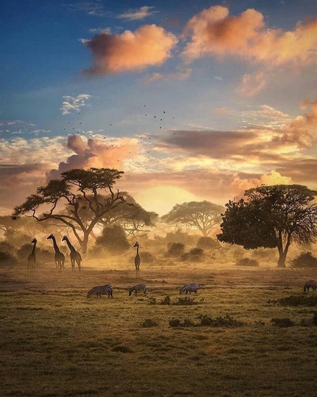 Картинки африканских животных (100 фото) #55