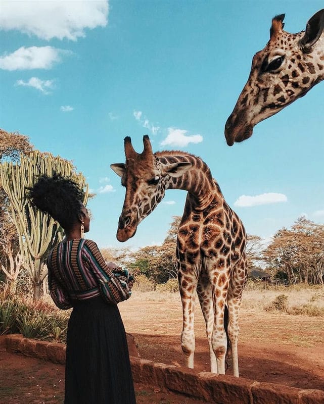 Картинки африканских животных (100 фото) #46