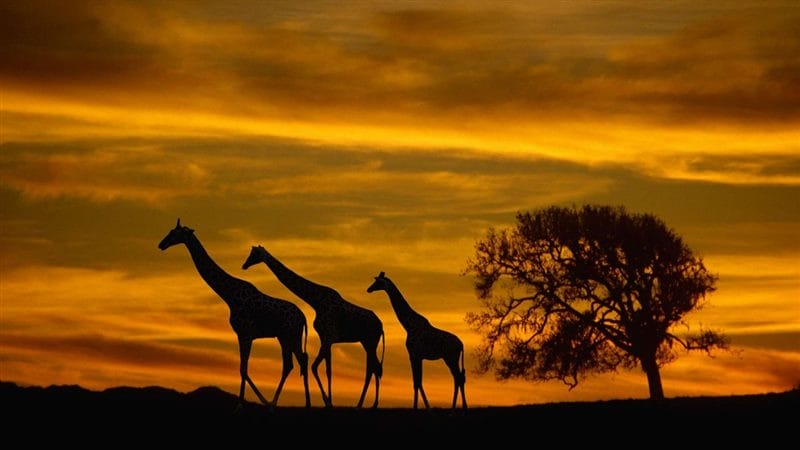 Картинки африканских животных (100 фото) #70