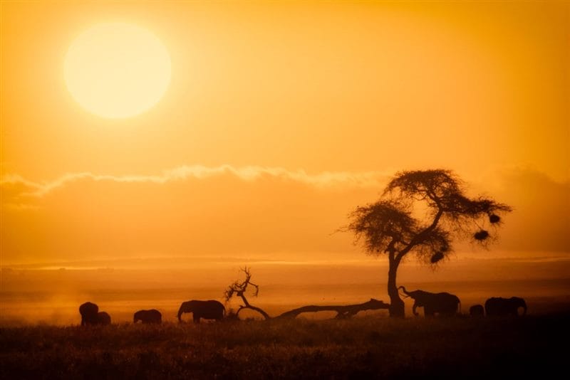 Картинки африканских животных (100 фото) #78