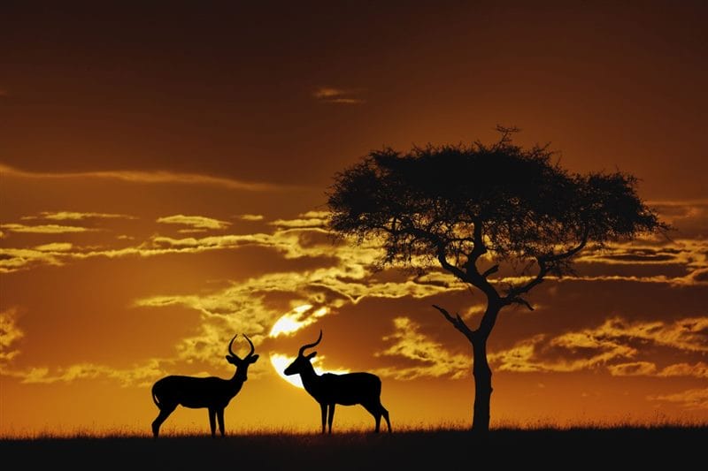 Картинки африканских животных (100 фото) #69