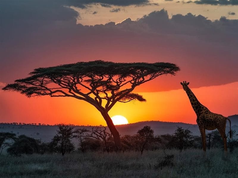 Красивые картинки Африки (100 фото) #43