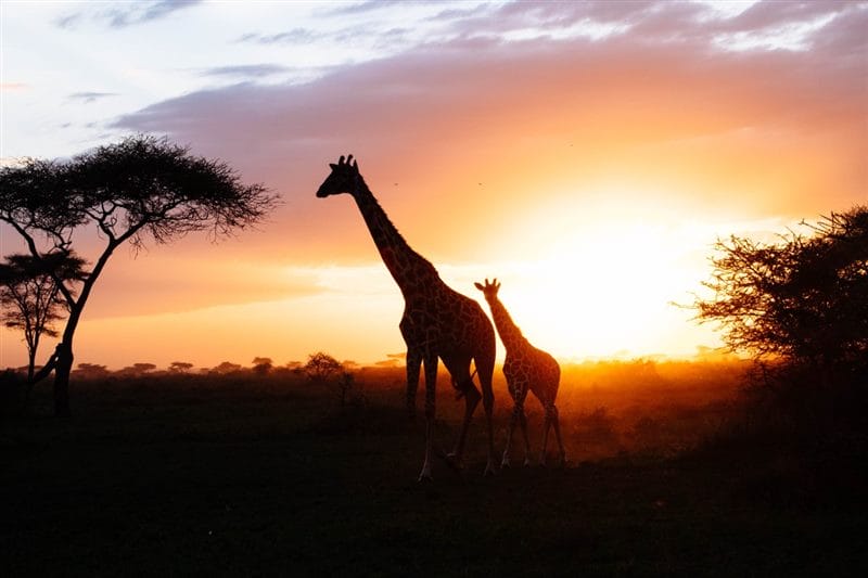 Красивые картинки Африки (100 фото) #45