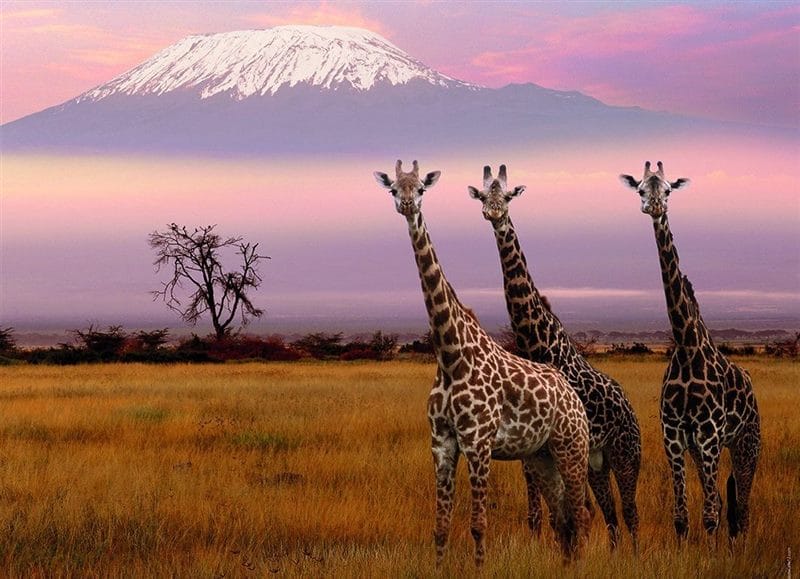 Красивые картинки Африки (100 фото) #58