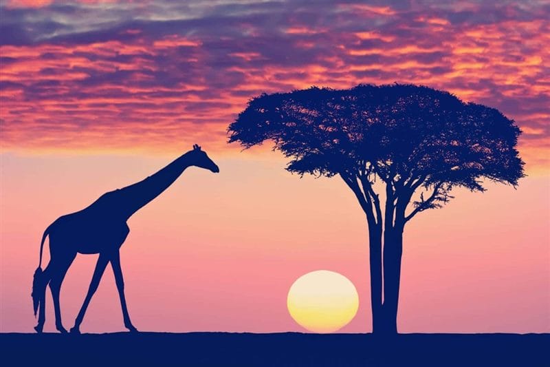 Красивые картинки Африки (100 фото) #46