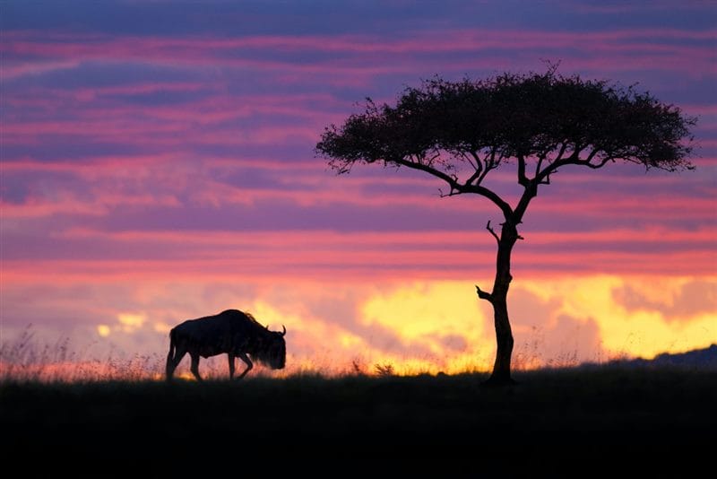 Красивые картинки Африки (100 фото) #89