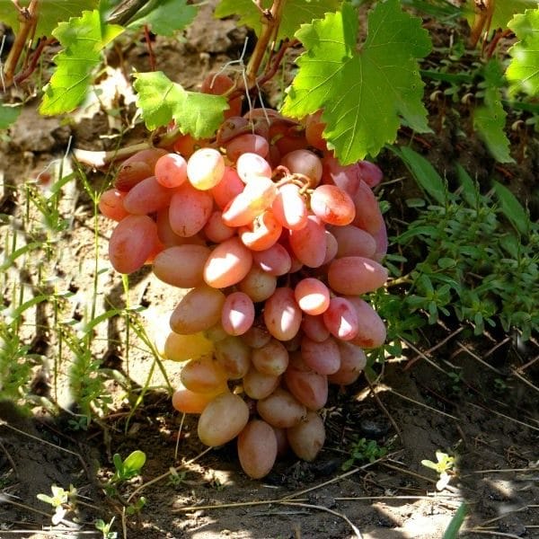 Виноград - красивые картинки (100 фото) #28