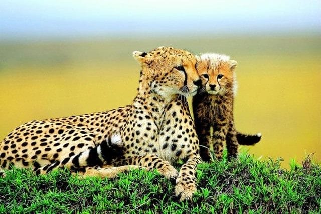 Гепарды - красивые картинки (100 фото) #22