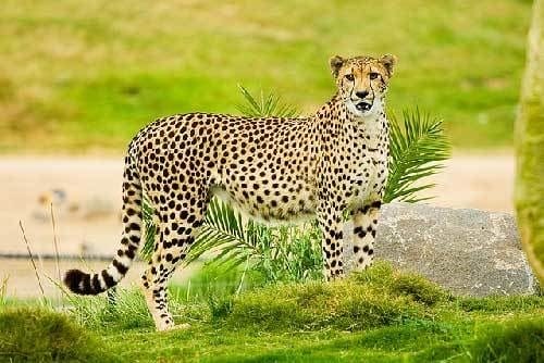 Гепарды - красивые картинки (100 фото) #31