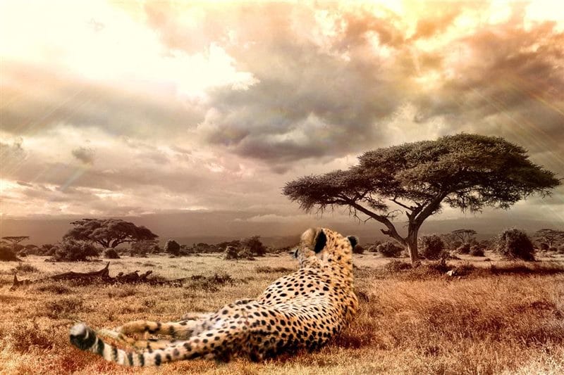Гепарды - красивые картинки (100 фото) #35