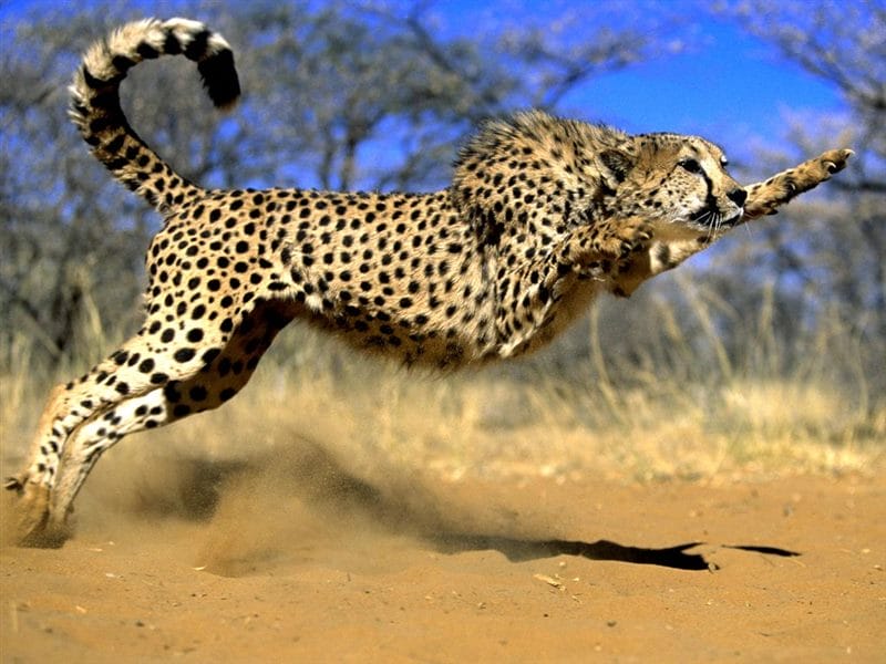 Гепарды - красивые картинки (100 фото) #15