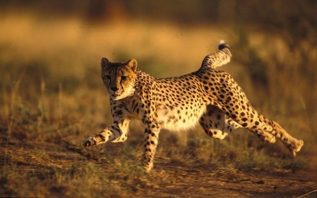 Гепарды - красивые картинки (100 фото) #97