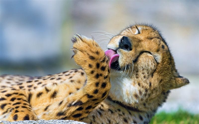 Гепарды - красивые картинки (100 фото) #59