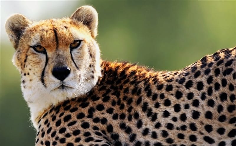Гепарды - красивые картинки (100 фото) #52