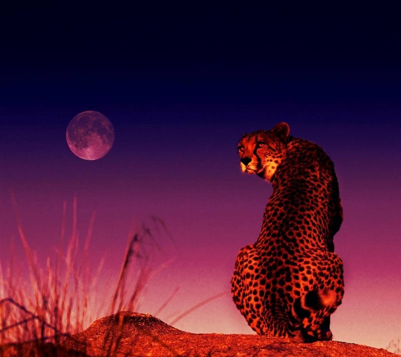 Гепарды - красивые картинки (100 фото) #80