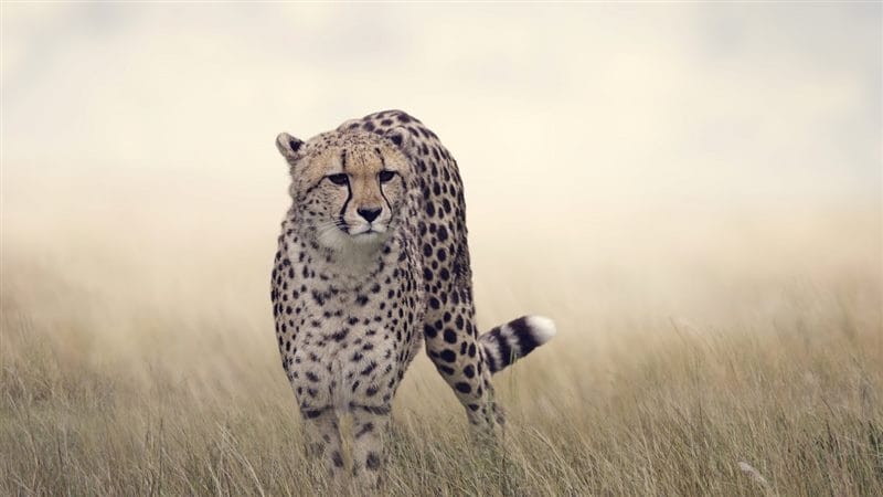 Гепарды - красивые картинки (100 фото) #85
