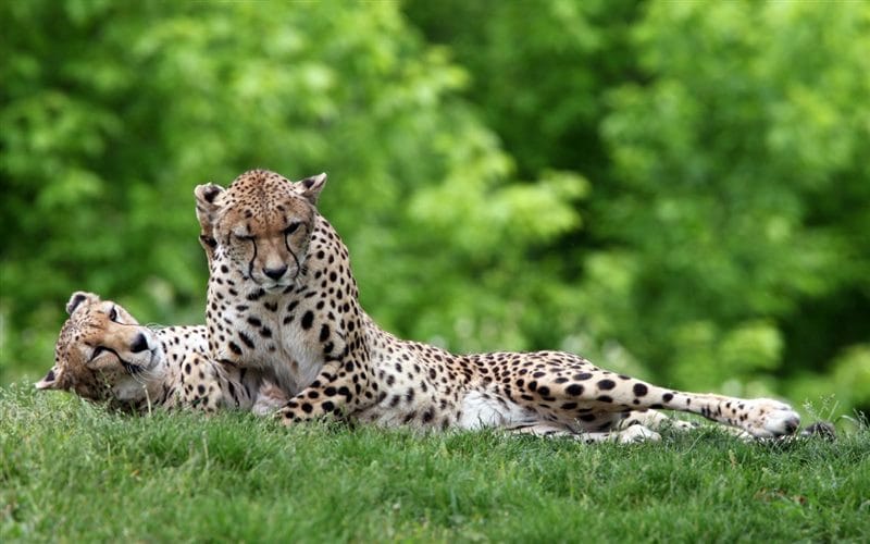 Гепарды - красивые картинки (100 фото) #65