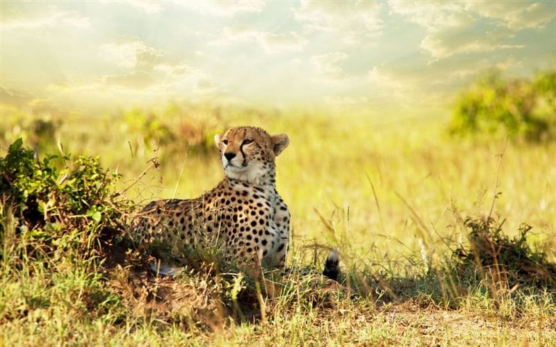 Гепарды - красивые картинки (100 фото) #45