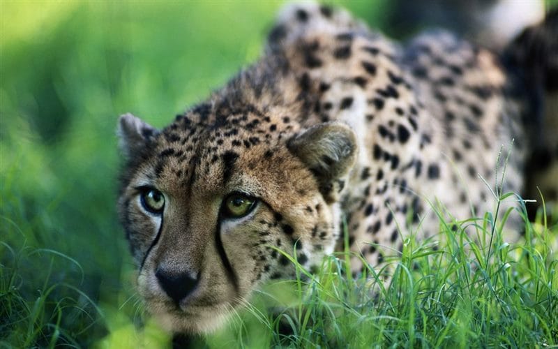 Гепарды - красивые картинки (100 фото) #58