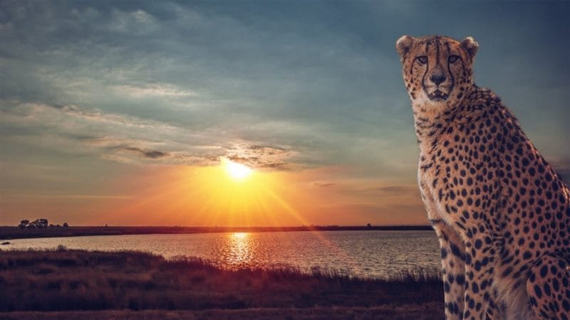 Гепарды - красивые картинки (100 фото) #87