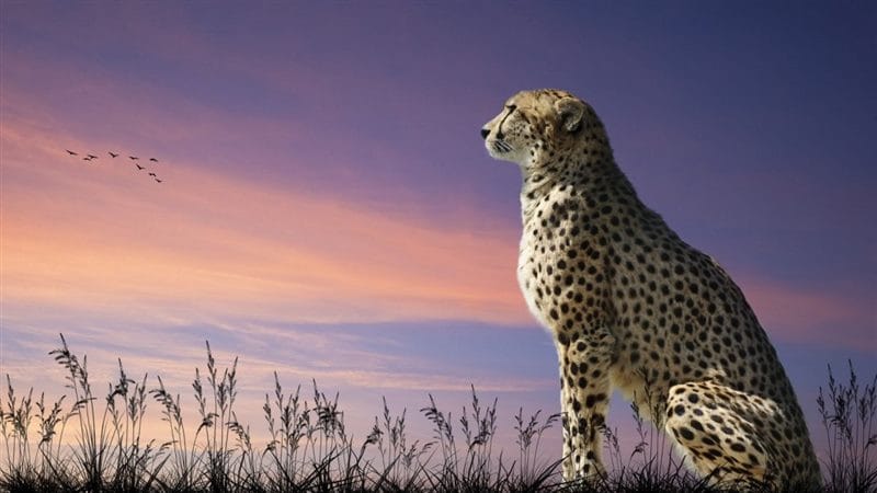 Гепарды - красивые картинки (100 фото) #82