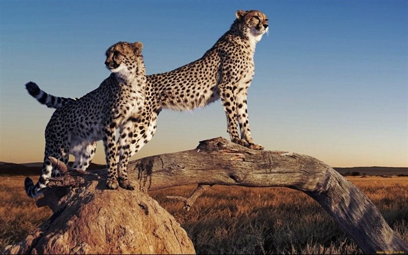 Гепарды - красивые картинки (100 фото) #47