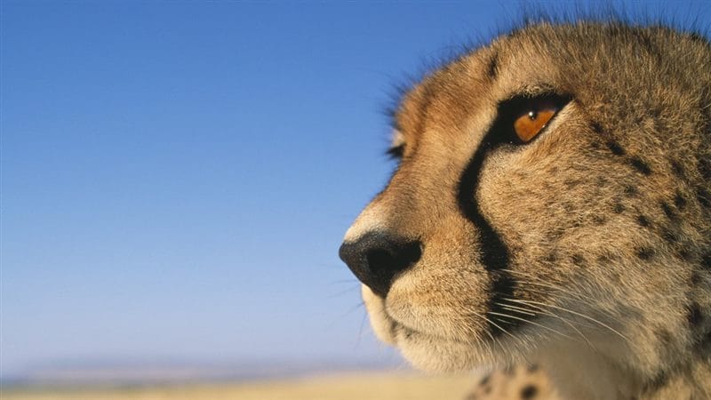 Гепарды - красивые картинки (100 фото) #74