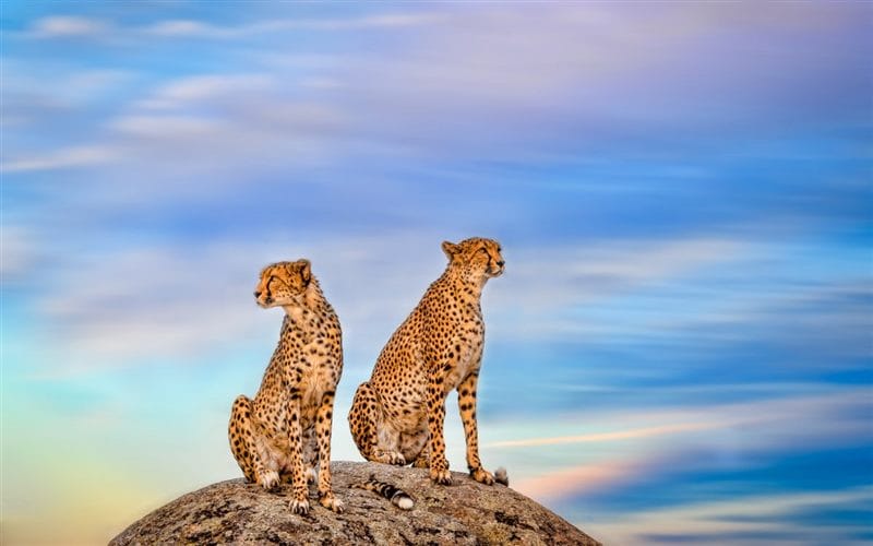 Гепарды - красивые картинки (100 фото) #84