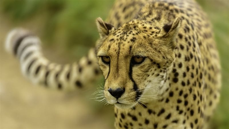 Гепарды - красивые картинки (100 фото) #86