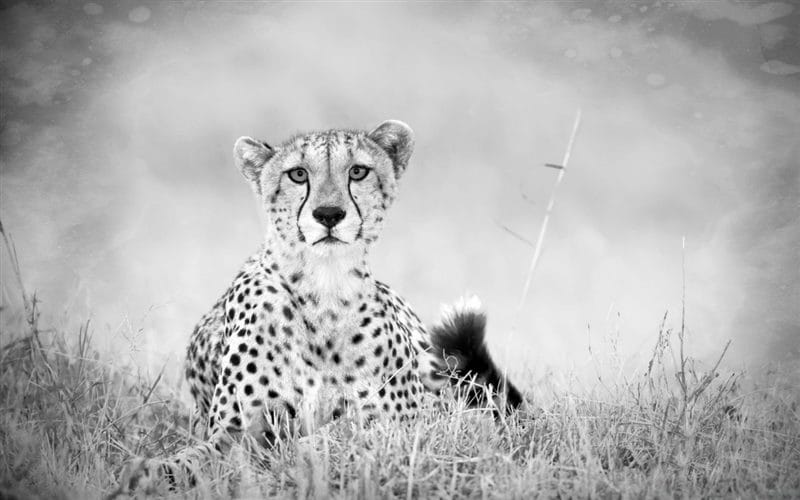 Гепарды - красивые картинки (100 фото) #76