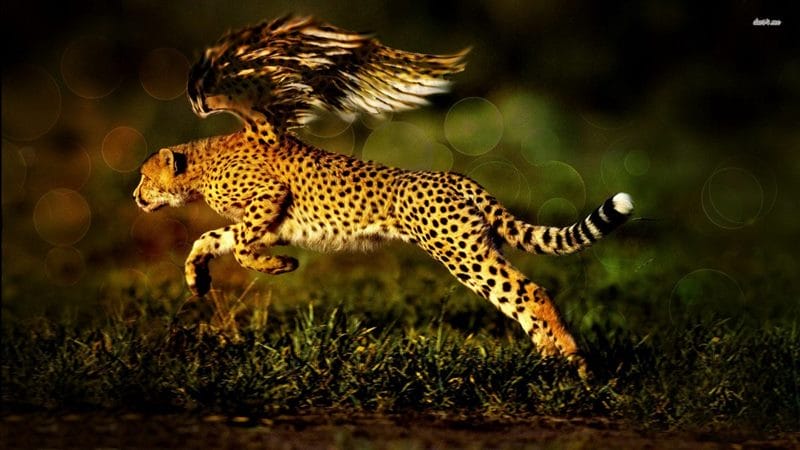 Гепарды - красивые картинки (100 фото) #62