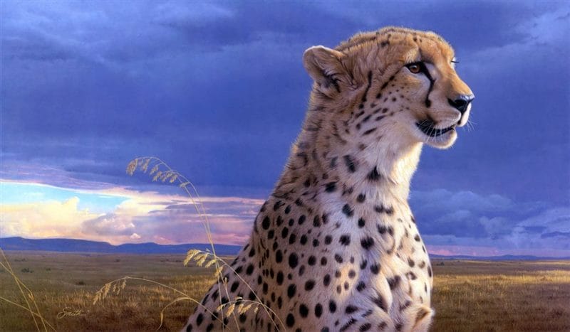 Гепарды - красивые картинки (100 фото) #78