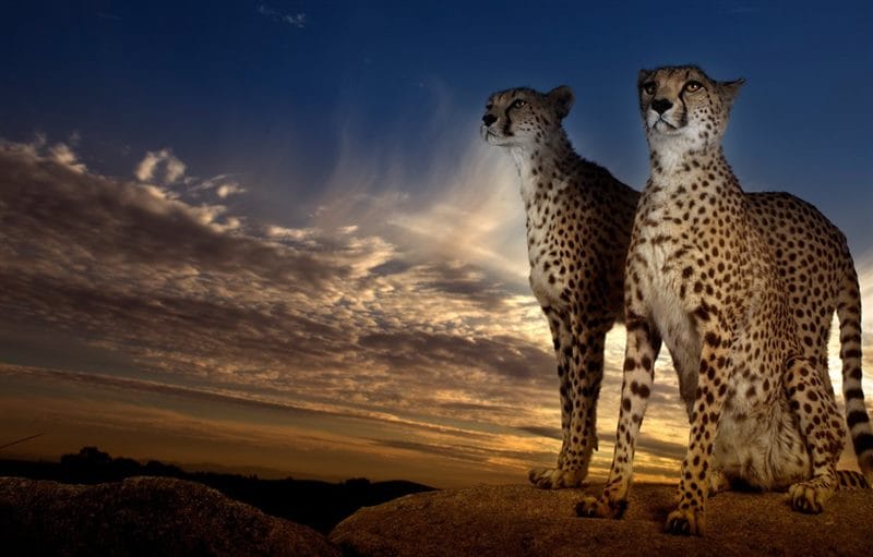Гепарды - красивые картинки (100 фото) #70