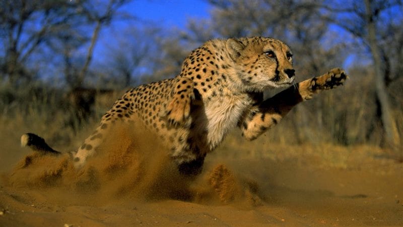 Гепарды - красивые картинки (100 фото) #81