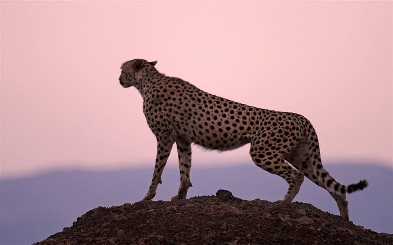 Гепарды - красивые картинки (100 фото) #88