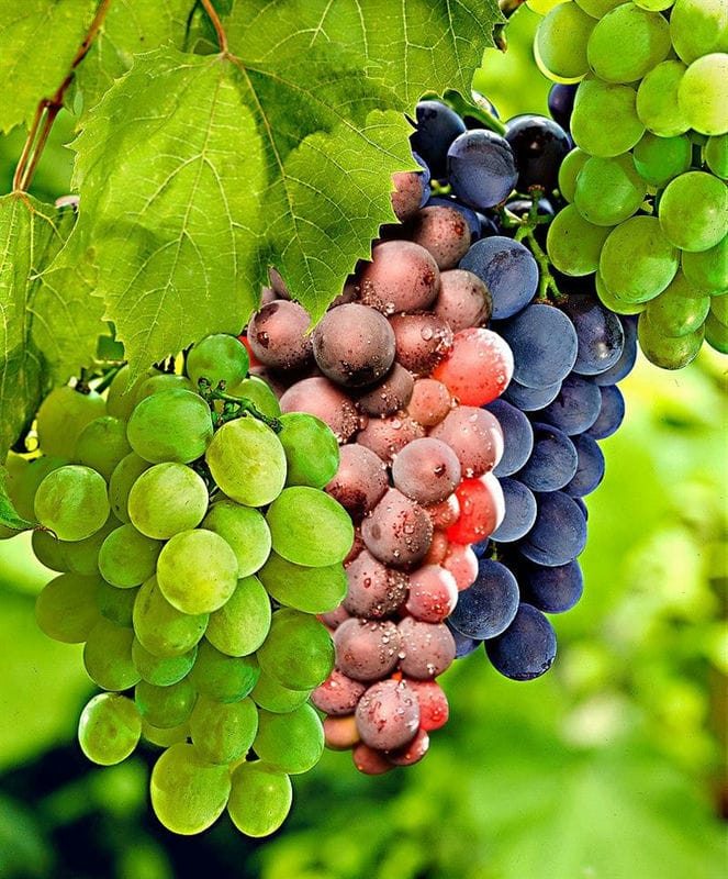 Виноград - красивые картинки (100 фото) #50