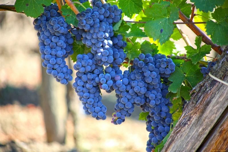 Виноград - красивые картинки (100 фото) #65