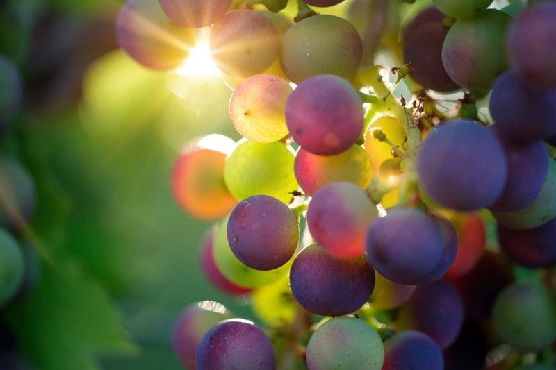 Виноград - красивые картинки (100 фото) #97