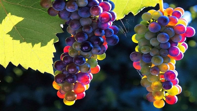 Виноград - красивые картинки (100 фото) #77