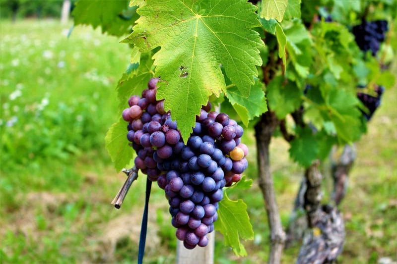 Виноград - красивые картинки (100 фото) #70