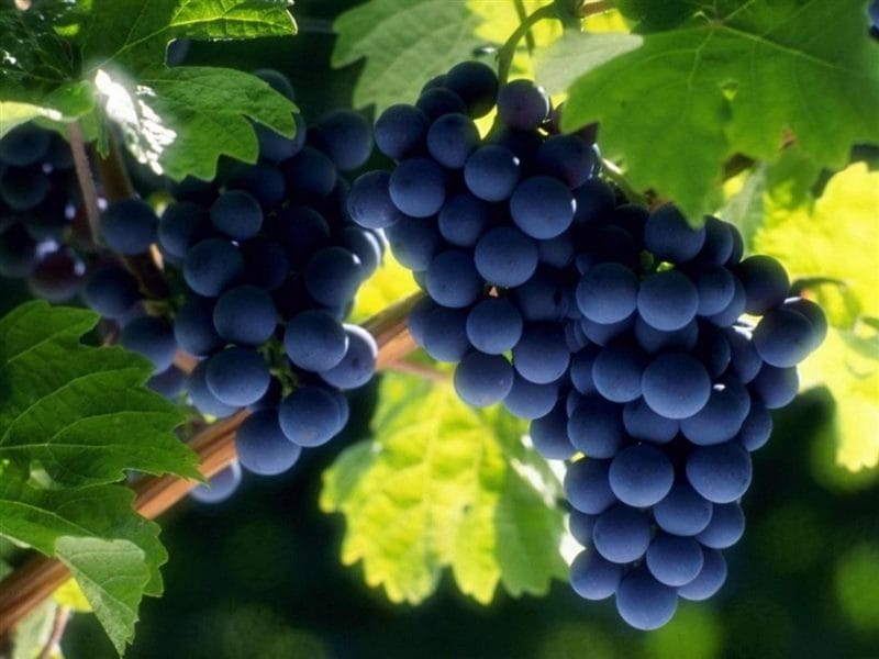 Виноград - красивые картинки (100 фото) #86