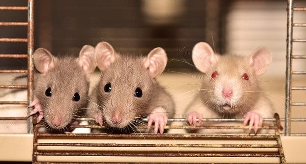 Год Крысы - красивые картинки (35 фото) #30