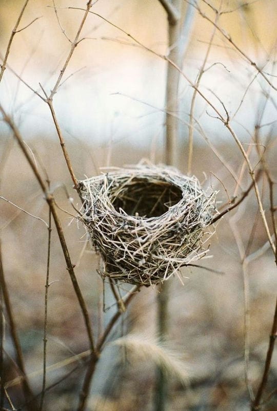 Картинки гнездо (100 фото) #88