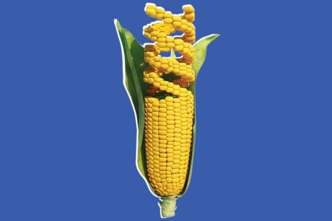 Картинки ГМО продукты (50 фото) #46