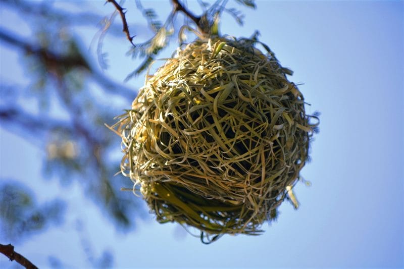 Картинки гнездо (100 фото) #68