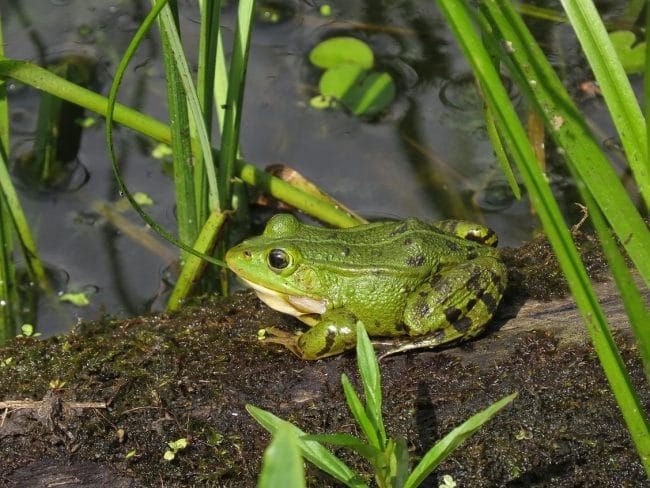 Картинки жабы (100 фото) #97