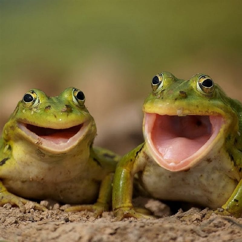 Картинки жабы (100 фото) #81